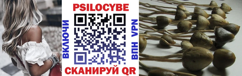 что такое   кракен ссылки  это клад  Зея  Псилоцибиновые грибы Cubensis 